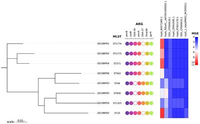 Genomic diversity of resistant and virulent factors of Burkholderia pseudomallei clinical strains recovered from Guangdong using whole genome sequencing